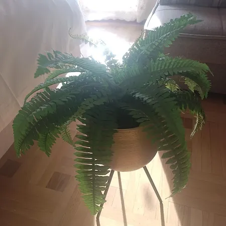 شقة Gold كراغوييفاك