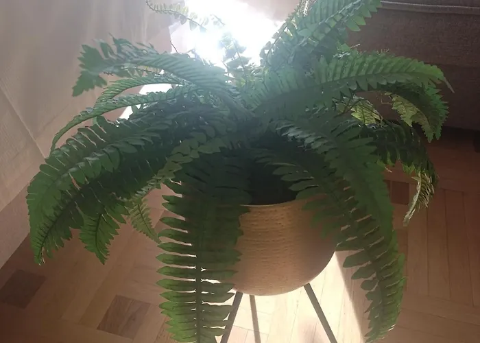 Апартаменты Gold Крагуевац